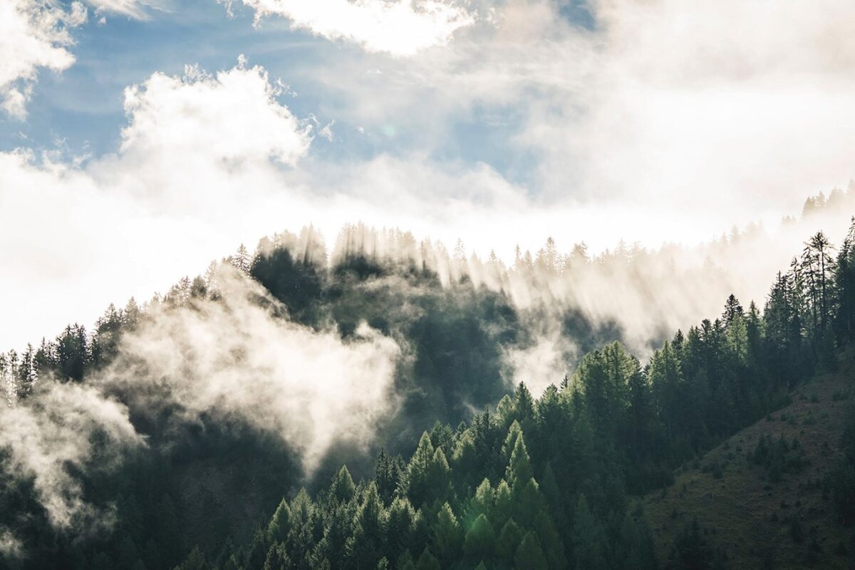 forestis-foggy-mountains-2