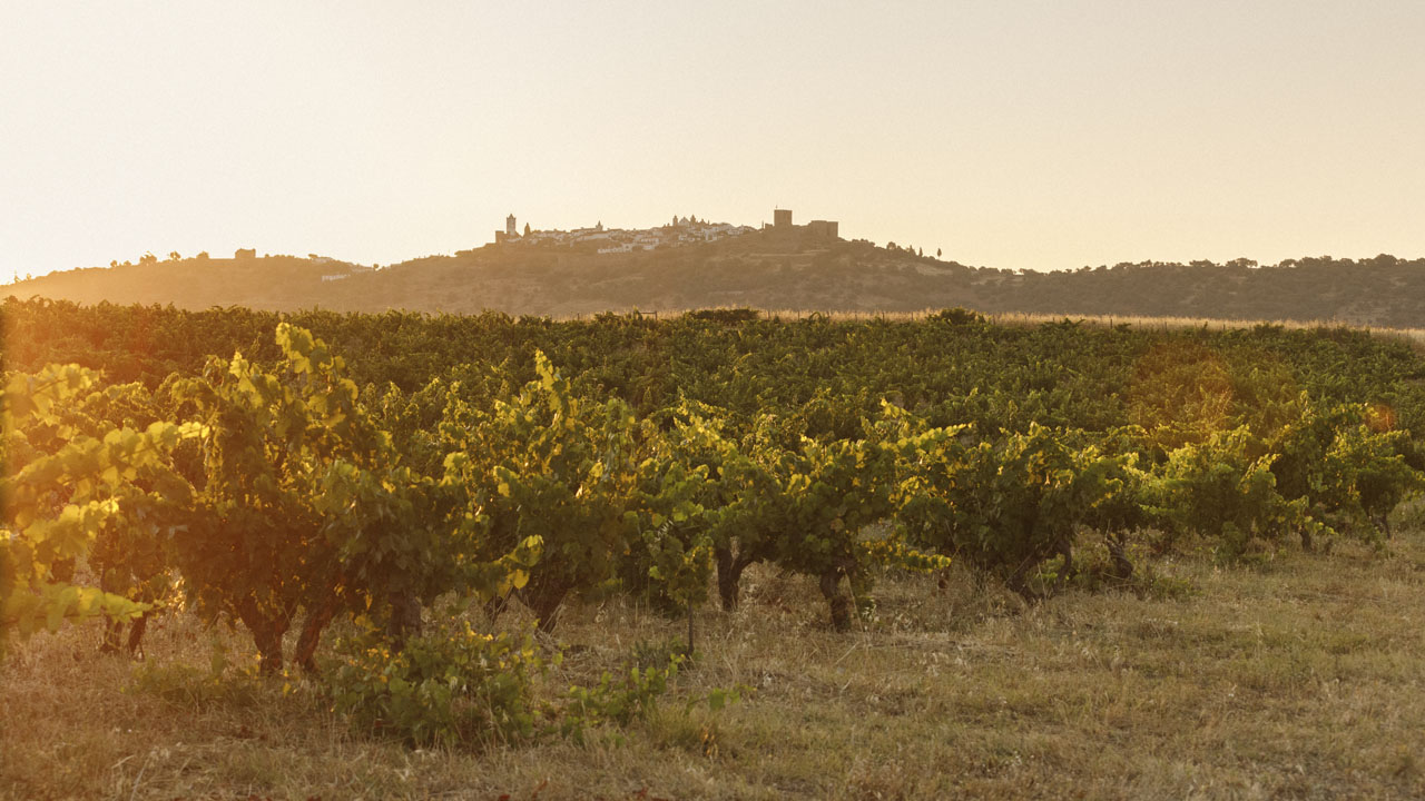 Vineyard at São Lourenço do Barrocal at sunset, with the hilltop village of Monsaraz behind